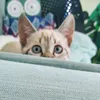kiri_the_kitty