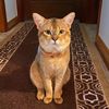 chausie.jad