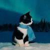 inmot_nova