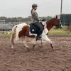 mx_and_horses