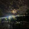 birzhan_010