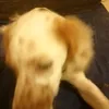 sophieldaphne