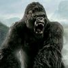 0fficialgorillasoldiers
