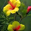 md..nerib.khan