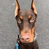 doberman_payp_