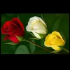 at_amma