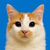 kitkatcat107