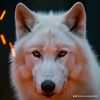 sake_777kz
