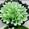 princesscallie256