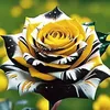 yousifazeez10