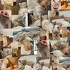 booandbambiethecutedogs