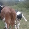 libaba_farms