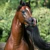 mohammad5452003