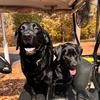 bear_shadow_labradors