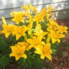 garden_n_travel