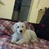 angale7768