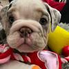 bentley_english.bulldog