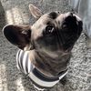 dogstonfrenchie