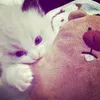 shane_nz7