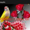 selahaddin123_1