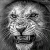 abo_mishal1982
