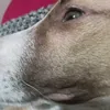 bocatotrito