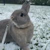 .bestbunnysx