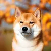 shibekinu