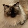 Leonarda DiCatrio the Ragdoll