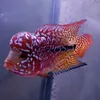 zianflowerhornbreeder
