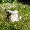 sigrocat