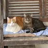 leo_20613