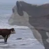 rainbowbacon74