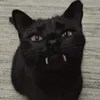 steviesaloser