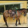 jairocaballo