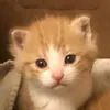 il.zumiii