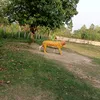 pujuyadav013