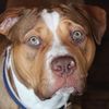 bullbabypit