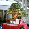 _bonsai_t_