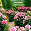 haticekara545
