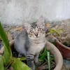 ocipan