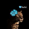 ranb864