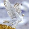 amroz373