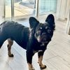 milothefluffyfrenchie