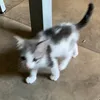 Cat.