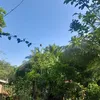 tolayphisabela