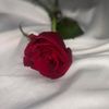 afnan.sal7