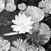 ngocuyen.1990