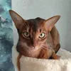 thiekko