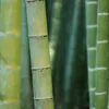 phunguyen6171